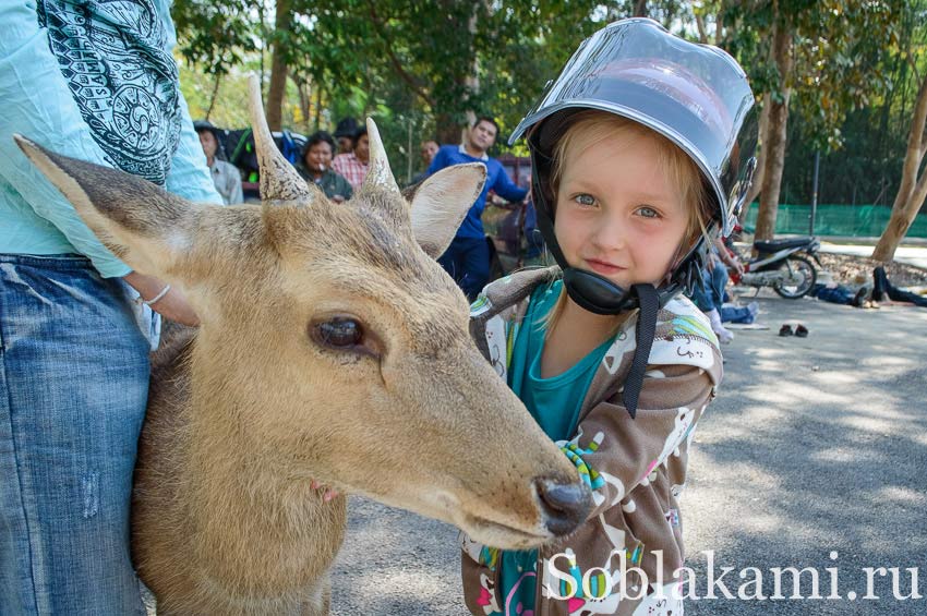 Найт сафари в Чиангмае (Chiang Mai Night Safari)