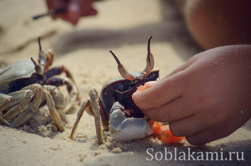 Пляж Туб Каек: что едят крабы в Краби