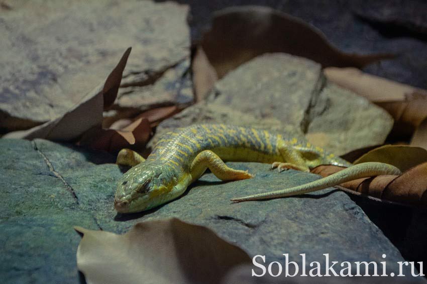 океанариум на острове Лангкави, Underwater World Langkawi