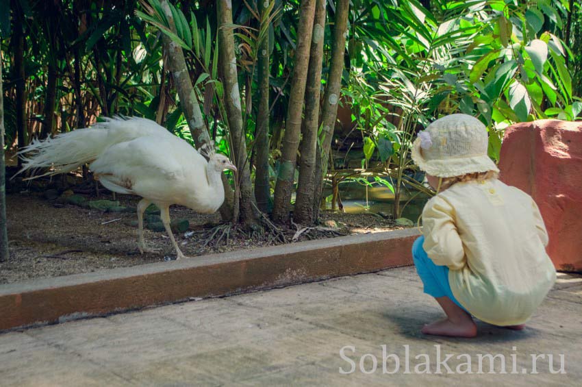 Парк дикой природы на Лангкави (Bird Paradise Wildlife Park Langkawi)