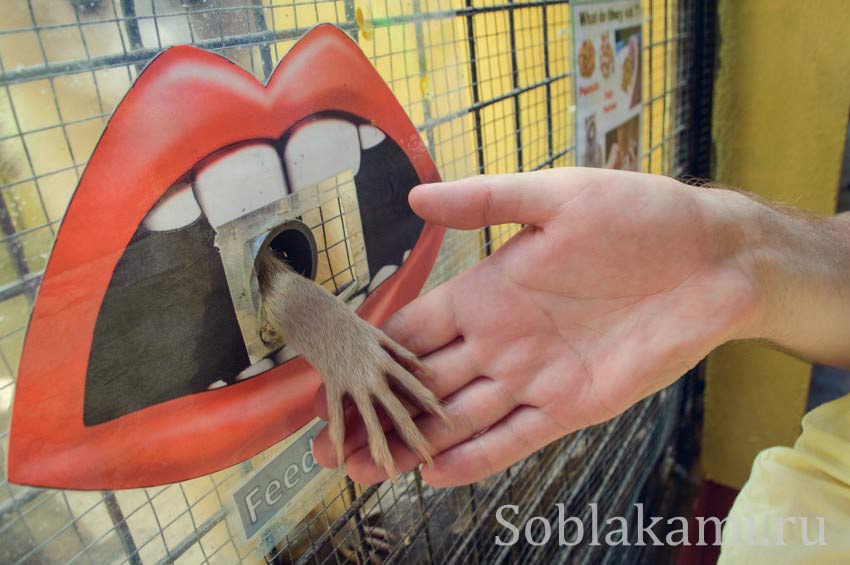 Парк дикой природы на Лангкави (Bird Paradise Wildlife Park Langkawi)