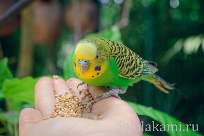 Парк дикой природы на Лангкави (Bird Paradise Wildlife Park Langkawi)