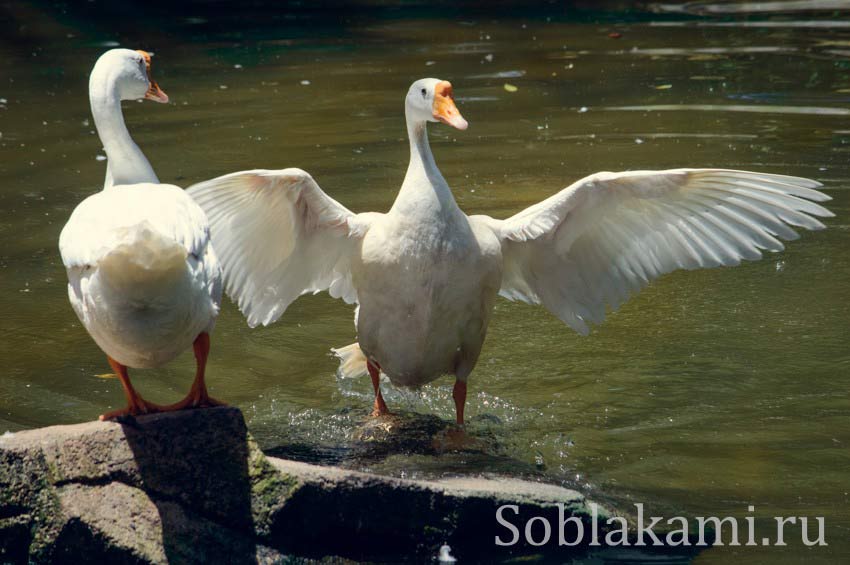 Парк дикой природы на Лангкави (Bird Paradise Wildlife Park Langkawi)