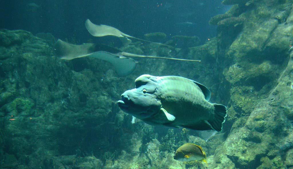 Оушен Парк, Гонконг, Ocean Park, Hongkong