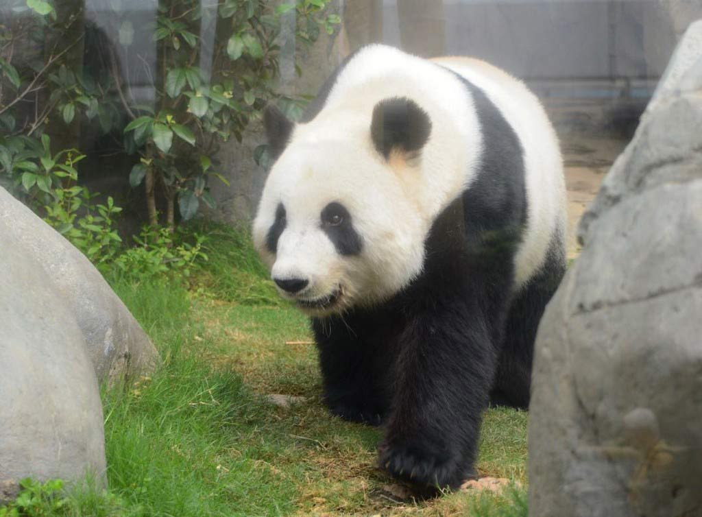 Оушен Парк, Гонконг, Ocean Park, Hongkong