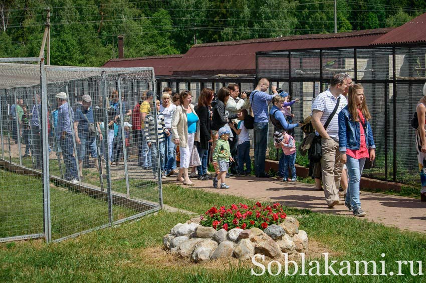 Парк птиц "Воробьи" в Калужской области