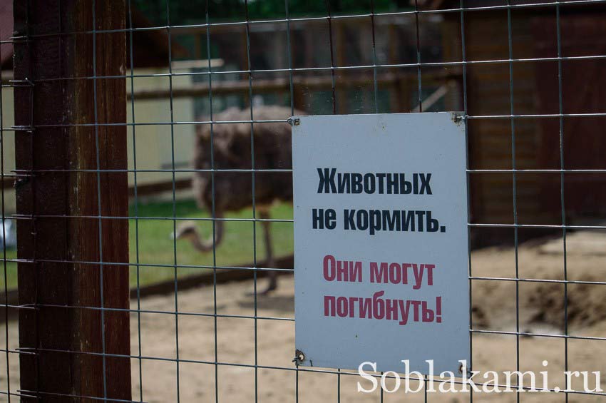 Парк птиц "Воробьи" в Калужской области