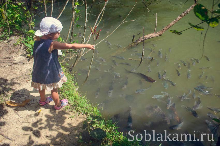 Ферма сомов в Краби (Giant Catfish farm)