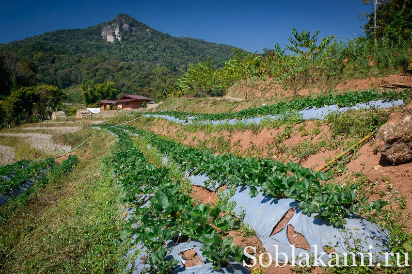 гора Дои Интанон, Таиланд, фото, отзывы