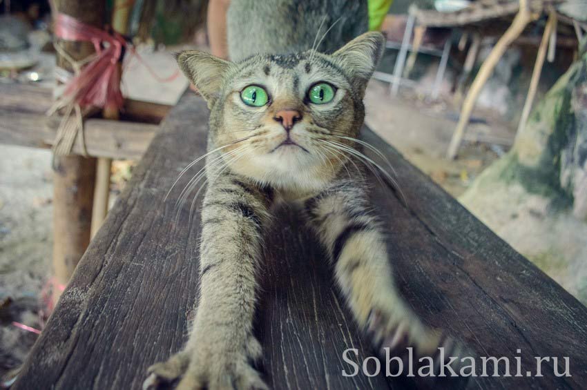 Hong and Paradise islands, Krabi, острова Хонг и Парадайз в Краби