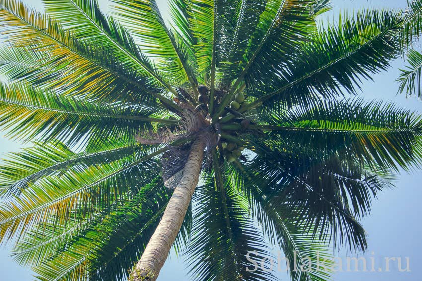 Hong and Paradise islands, Krabi, острова Хонг и Парадайз в Краби