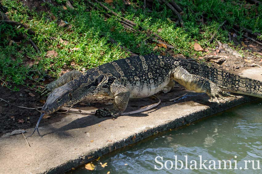 парк Люмпини в Бангкоке,Таиланд (Lumphini park Bangkok)