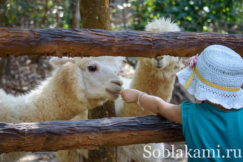 Chiang Mai Night safari, Ночное сафари в Чиангмае, фото