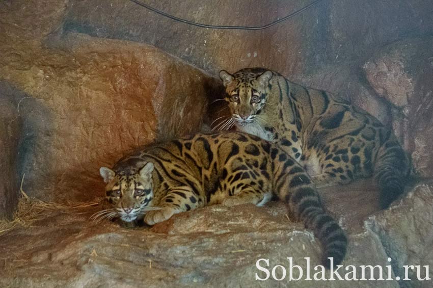 Chiang Mai Night safari, Ночное сафари в Чиангмае, фото