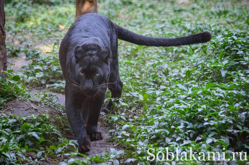 Chiang Mai Night safari, Ночное сафари в Чиангмае, фото