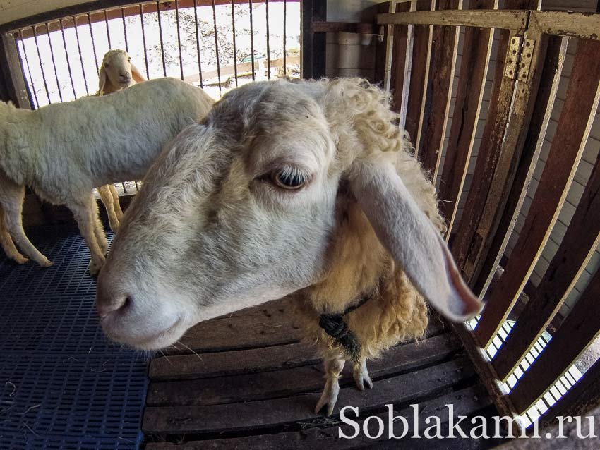 Chiang Mai Night safari, Ночное сафари в Чиангмае, фото