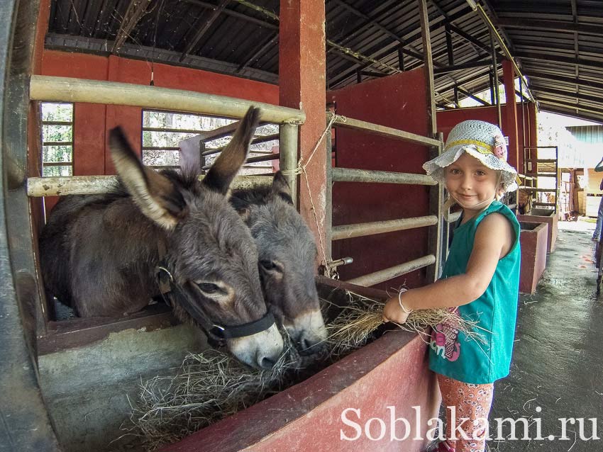 Chiang Mai Night safari, Ночное сафари в Чиангмае, фото