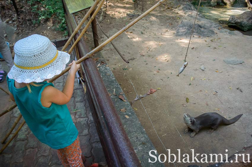Chiang Mai Night safari, Ночное сафари в Чиангмае, фото