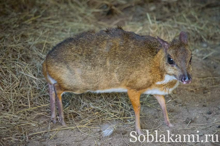 Chiang Mai Night safari, Ночное сафари в Чиангмае, фото