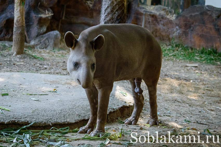 Chiang Mai Night safari, Ночное сафари в Чиангмае, фото