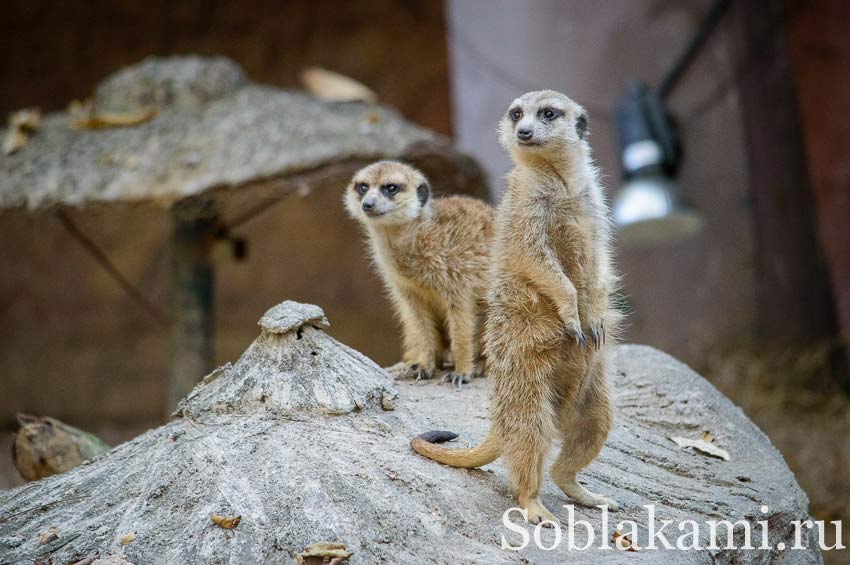 Chiang Mai Night safari, Ночное сафари в Чиангмае, фото