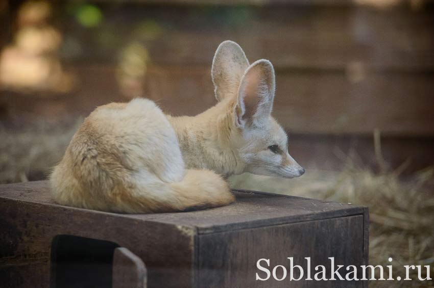 Chiang Mai Night safari, Ночное сафари в Чиангмае, фото