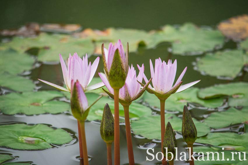 Flora Royal Park Rajapruek Chiangmai, фото, отзывы