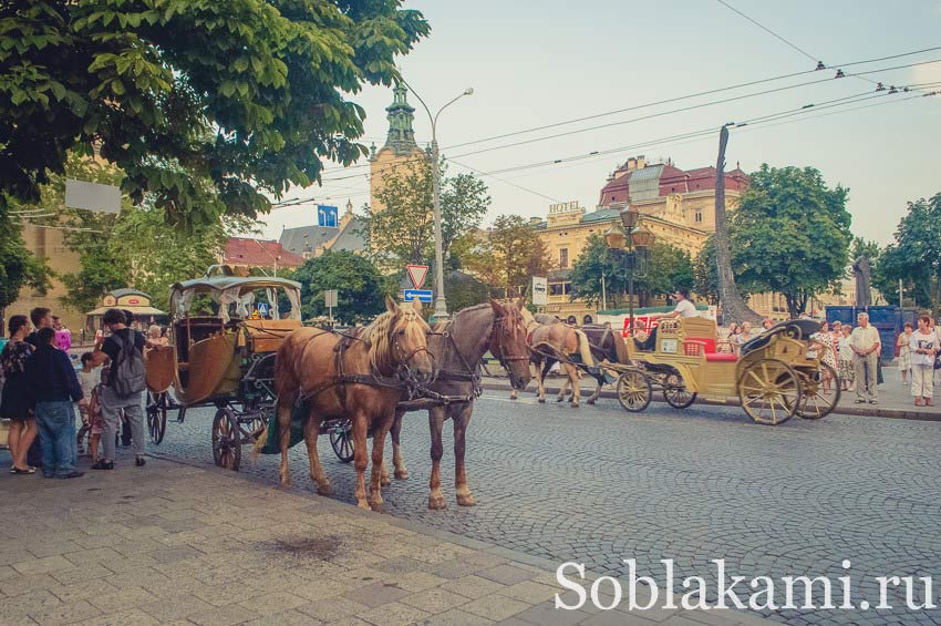 конные прогулки, Львов, фото